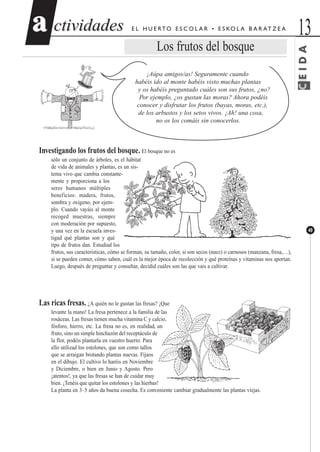 CEIDA
ctividadesctividades 13aa
49
E L H U E RTO E S C O L A R • E S KO L A B A R AT Z E A
Los frutos del bosque
¡Aúpa amigos/as! Seguramente cuando
habéis ido al monte habéis visto muchas plantas
y os habéis preguntado cuáles son sus frutos, ¿no?
Por ejemplo, ¿os gustan las moras? Ahora podéis
conocer y disfrutar los frutos (bayas, moras, etc.),
de los arbustos y los setos vivos. ¡Ah! una cosa,
no os los comáis sin conocerlos.
Investigando los frutos del bosque. El bosque no es
sólo un conjunto de árboles, es el hábitat
de vida de animales y plantas, es un sis-
tema vivo que cambia constante-
mente y proporciona a los
seres humanos múltiples
beneficios: madera, frutos,
sombra y oxígeno, por ejem-
plo. Cuando vayáis al monte
recoged muestras, siempre
con moderación por supuesto,
y una vez en la escuela inves-
tigad qué plantas son y qué
tipo de frutos dan. Estudiad los
frutos, sus características, cómo se forman, su tamaño, color, si son secos (nuez) o carnosos (manzana, fresa,…),
si se pueden comer, cómo saben, cuál es la mejor época de recolección y qué proteínas y vitaminas nos aportan.
Luego, después de preguntar y consultar, decidid cuáles son las que vais a cultivar.
Las ricas fresas. ¿A quién no le gustan las fresas? ¡Que
levante la mano! La fresa pertenece a la familia de las
rosáceas. Las fresas tienen mucha vitamina C y calcio,
fósforo, hierro, etc. La fresa no es, en realidad, un
fruto, sino un simple hinchazón del receptáculo de
la flor, podéis plantarla en vuestro huerto. Para
ello utilizad los estolones, que son como tallos
que se arraigan brotando plantas nuevas. Fijaos
en el dibujo. El cultivo lo haréis en Noviembre
y Diciembre, o bien en Junio y Agosto. Pero
¡atentos!, ya que las fresas se han de cuidar muy
bien. ¡Tenéis que quitar los estolones y las hierbas!
La planta en 3–5 años da buena cosecha. Es conveniente cambiar gradualmente las plantas viejas.
 