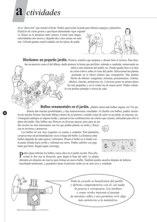 ctividadesctividadesaa
54
en la “dirección” que tomará el brote. Podéis aprovechar la poda para obtener esquejes y plantarlos.
Elejid los de cierto grosor y que hayan demostrado vigor vegetati-
vo (fijaos en la distancia entre yemas). Cortad varas largas,
enterrándolas dos tercios y dejando dos o tres yemas sin ente-
rrar. Utilizad guantes tened cuidado con las tijeras de podar.
Diseñamos un pequeño jardín. Primero, tendréis que preparar y abonar bien el terreno. Para dise-
ñar un parterre como el del dibujo, dadle primero la forma que prefiráis: redonda o cuadrada, enmarcando un
árbol u otro elemento del jardín, etc. Puede quedar bien si le dais
un cierto relieve sobre el resto del jardín. Seleccionad las plantas
pensando en el efecto estético que conseguiréis. Hay plantas
fáciles de obtener: margaritas, miosotas, pensamientos, violetas,
alhelíes, claveles, primaveras etc. Conviene poner en primer plano
las más pequeñas, y en el centro las de mayor porte. Podéis rodear-
lo con piedras pintadas o trozos de caña.
Bulbos ornamentales en el jardín. ¿Habéis observado bulbos alguna vez? En jar-
dinería dan muchas posibilidades, y hay numerosísimas variedades. Al diseñar con bulbos, podéis incluir-
los de muchas formas: haciendo dibujos dentro de un parterre, creando zonas de color en un prado, en macetas, etc.
Conseguid catálogos en alguna tienda, y pensad en las combinaciones de colores que crearán, utilizando para ello el
plano del jardín. Hay bulbos que florecen en diversas épocas, pero para un jar-
dín escolar los más interesantes son los que podáis plantar en otoño y florez-
can en invierno y primavera.
Los bulbos no son muy exigentes en cuanto a cuidados. Para plantarlos,
cavad un hoyo de profundidad dos veces el largo del bulbo. La distancia entre
bulbos depende de cada especie, informaos. Poned el bulbo en el fondo con
la punta afilada hacia arriba y rellenad con tierra. Podéis cubrirlo con paja
hasta que brote. Regad según convenga.
Podéis dejar rebrotar los bulbos varios años en el jardín escolar. Para ello,
cortad la flor tras la floración, pero dejad la hoja del tallo. La planta
obtendrá así alimento de reserva para formar un nuevo bulbo. También podéis sacarlos después de haberse
marchitado totalmente, y guardarlos hasta el próximo otoño en un sitio seco y ventilado.
Toda la escuela se beneficiará del jardín
y debería comprometerse con él; así nadie
lo pisaría o estropearía. Los jardines
y zonas verdes mejoran el paisaje
de nuestras calles y nos permiten vivir algo
más atentos/as a la naturaleza.
 