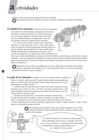 ctividadesctividadesaa
60
soleados o junto a muros que los protejan del viento frío del Norte.
❂Tened cuidado al amarrar los árboles a los tutores: las heridas y rozaduras les causarían enfermedades.
El cuidado de los manzanos. Conviene que llevéis un seguimien-
to frecuente de los árboles frutales, apuntando las observaciones
interesantes, las labores realizadas, etc.,y haced diversas prue-
bas con ellos para aprender a cultivarlos mejor. Cada árbol
tiene unos cuidados diferentes; os proponemos, como ejem-
plo, aprender a realizar los cuidados de unos manzanos.
El 1er
año conviene quitarles las flores, pues si fructifican
disminuirá su vigor para crecer. A los 2–3 años, estará segura-
mente en producción. Haced periódicamente una labor ligera en el
suelo de alrededor, para que infiltre bien el agua. Echadles abono
alrededor periódicamente, preferentemente compost o estiér-
col bien descompuestos. Los pasillos entre líneas mantenedlos con
hierba, que cortaréis periódicamente. Evitad que cerca de los árboles se quede hojarasca, partes muertas, fruta en
mal estado… pues les contagiarían enfermedades. Los riegos son muy necesarios durante la primera época; después,
según el tiempo que haga; son mejores los riegos un poco copiosos, que penetren en la tierra (si no, las raíces se que-
darán en la superficie).
❂Recolectad con una escalera con cuidando para no caeros. Sabréis que las manzanas están maduras
cuando se desprenden con facilidad al tirar y girar suavemente del fruto, sin tener que arrancarlo.
Recogedlas suavemente en cajas, sin golpear.
La poda de los manzanos. Ya habréis visto que los árboles frutales, a mediados de
febrero, se “podan”; ¿sabéis para qué? Si podáis, dejad la última yema orientada hacia
afuera, y en la dirección en la que queráis orientar el brote. Hay que hacer los cortes
adecuadamente; no dejéis “tocones”.
La primera poda sirve para dar forma al árbol. Hay diversas formas, pero os pro-
ponemos la que se llama “en vaso”: a 60–80 cm. del suelo, dejando de tres a cinco
ramas principales como guías (evitad que quede cargado de ramas menores), con una
inclinación de 45º respecto al árbol.
Una labor de poda (posterior) es la que busca aumentar la fructificación.
En todo frutal hay ramas “de madera” y ramitas “secundarias” que dan las flores y
frutos. Los manzanos, como los frutales de pepita en general, fructifican sobre ramas de
3–4 años. Eliminad todos los renuevos demasiado vigorosos (pues tienden “a madera” más que “a fruta”), estimu-
lando así el desarrollo de ramales con fruta.
❂Nunca hagáis podas demasiado severas, pues el árbol respondería con un “tirón”
vegetativo, perdiendo en cuanto a producción de fruta. Lo mejor es respetar lo más
posible su forma natural.
Los árboles frutales en el huerto escolar pueden
daros abundante fruta fresca y variada. Crecerán
a la vez que vosotros/as, y permanecerán allí cuando
la abandonéis; incluso pueden llegar a ser
un “símbolo” de la escuela.
 