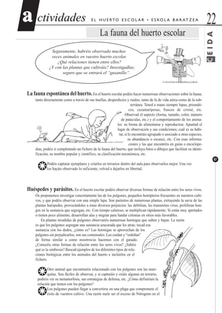 ctividadesctividades 22aa
67
E L H U E RTO E S C O L A R • E S KO L A B A R AT Z E A
La fauna del huerto escolar
Seguramente, habréis observado muchas
veces animales en vuestro huerto escolar.
¿Qué relaciones tienen entre ellos?
¿Y con las plantas que cultiváis? Investigadlas;
seguro que os entrará el “gusanillo”.
La fauna espontánea del huerto. En el huerto escolar podéis hacer numerosas observaciones sobre la fauna;
tanto directamente como a través de sus huellas, desperdicios y ruidos; tanto de la de vida aérea como de la sub-
terránea. Tened a mano siempre lupas, prismáti-
cos, cazamariposas, frascos de cristal, etc.
Observad el aspecto (forma, tamaño, color, número
de patas/alas, etc.) y el comportamiento de los anima-
les: su forma de alimentarse y reproducirse. Apuntad el
lugar de observación y sus condiciones; cuál es su hábi-
tat, si lo encontráis agrupado o asociado a otras especies,
su abundancia o escasez, etc. Con esas informa-
ciones y las que encontréis en guías o enciclope-
dias, podéis ir completando un fichero de la fauna del huerto, que incluya fotos o dibujos que faciliten su identi-
ficación, su nombre popular y científico, su clasificación taxonómica, etc.
❂Podéis capturar ejemplares y criarlos en terrarios dentro del aula para observarlos mejor. Una vez
los hayáis observado lo suficiente, volved a dejarlos en libertad.
Huéspedes y parásitos. En el huerto escolar podéis observar diversas formas de relación entre los seres vivos.
Os proponemos investigar concretamente las de los pulgones, pequeños hemípteros frecuentes en nuestros culti-
vos, y que podéis observar con una simple lupa. Son parásitos de numerosas plantas, extrayendo la savia de las
plantas huéspedes, provocándoles a éstas diversos perjuicios: las debilitan, les transmiten virus, proliferan hon-
gos en la sustancia que segregan, etc. Con tiempo caluroso, se multiplican rápidamente. Si están muy apretados
o tienen poco alimento, desarrollan alas y migran para fundar colonias en sitios más favorables.
En plantas invadidas de pulgones observaréis numerosas hormigas que suben y bajan. La razón
es que los pulgones segregan una sustancia azucarada que les atrae; tocad esa
sustancia con los dedos, ¿cómo es? Las hormigas se aprovechan de los
pulgones sin perjudicarlos, son sus comensales. Los cuidan y “ordeñan”
de forma similar a como nosotros/as hacemos con el ganado.
¿Conocéis otras formas de relación entre los seres vivos? ¿Sabéis
qué es la simbiosis? Buscad ejemplos de los diferentes tipos de rela-
ciones biológicas entre los animales del huerto e incluirlos en el
fichero.
❂Otro animal que encontraréis relacionado con los pulgones son las mari-
quitas. Son fáciles de observar, y si capturáis y criáis algunas en terrario,
podréis ver su metamorfosis, sus estrategias de defensa, etc. ¿Cómo definiríais la
relación que tienen con los pulgones?
❂Los pulgones pueden llegar a convertirse en una plaga que compromete el
éxito de vuestros cultivo. Una razón suele ser el exceso de Nitrogeno en el
CEIDA
 