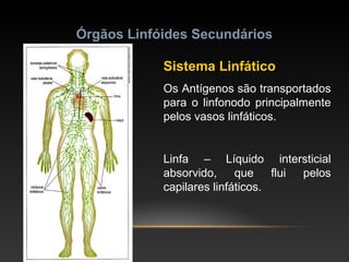 Órgãos Linfóides Secundários
Sistema Linfático
Os Antígenos são transportados
para o linfonodo principalmente
pelos vasos linfáticos.
Linfa – Líquido intersticial
absorvido, que flui pelos
capilares linfáticos.
 