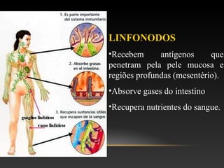 LINFONODOS
•Recebem antígenos que
penetram pela pele mucosa e
regiões profundas (mesentério).
•Absorve gases do intestino
•Recupera nutrientes do sangue.
 