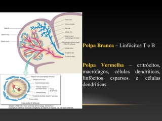 Polpa Branca – Linfócitos T e B
Polpa Vermelha – eritrócitos,
macrófagos, células dendriticas,
linfócitos esparsos e células
dendríticas
 