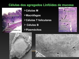 Células dos agregados Linfóides de mucosa
Células M
Macrófagos
Células T foliculares
 Células B
Plasmócitos
 