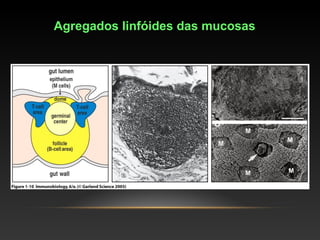 Agregados linfóides das mucosas
 