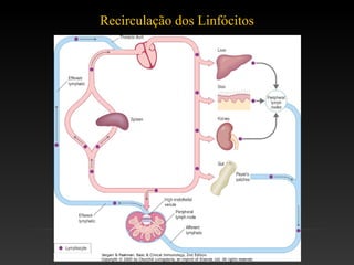 Recirculação dos Linfócitos
 