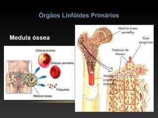 Órgãos Linfóides Primários
Medula óssea
 