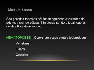 Medula óssea
São geradas todas as células sanguineas circulantes do
adulto, incluindo células T imaturas,sendo o local que as
células B se desenvolve.
HEMATOPOESE – Ocorre em ossos chatos (puberdade)
Vértebras
Ilíacos
Costelas
 