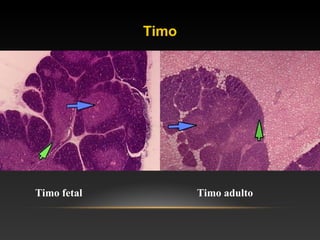 Timo
Timo fetal Timo adulto
 