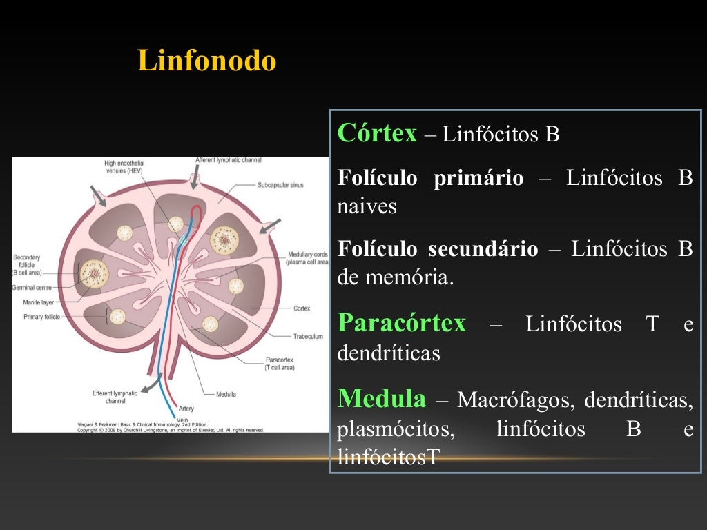 Anatomia e Funções dos Tecidos Linfoides Anatomia e Funções dos Tecidos Linfoides