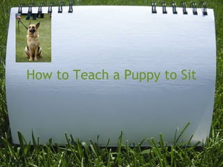 How to Teach a Puppy to Sit 