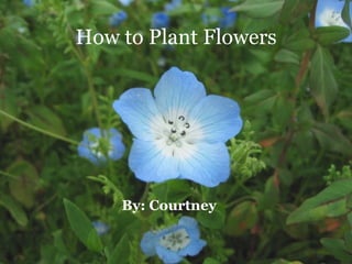 How to Plant Flowers By: Courtney 