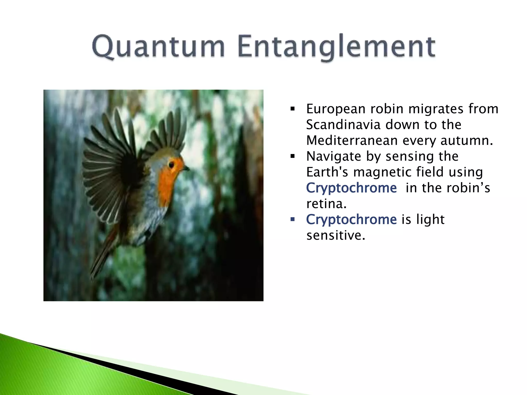  European robin migrates from
Scandinavia down to the
Mediterranean every autumn.
 Navigate by sensing the
Earth's magnetic field using
Cryptochrome in the robin’s
retina.
 Cryptochrome is light
sensitive.
 