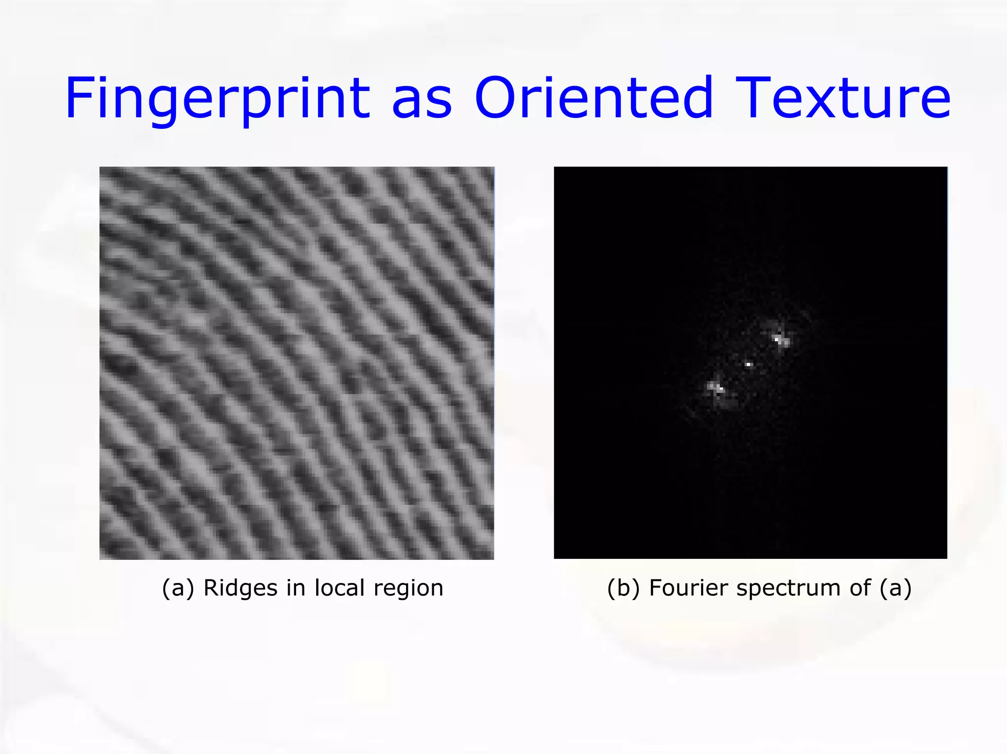 Fingerprint as Oriented Texture 
(a) Ridges in local region 
(b) Fourier spectrum of (a)  