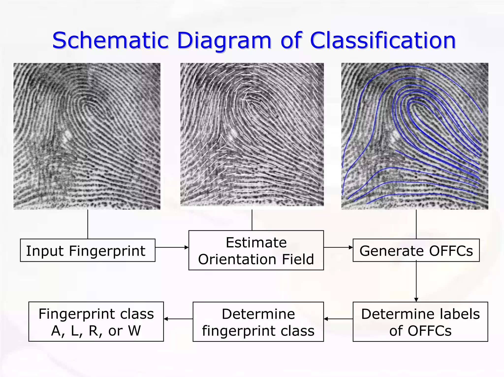 Schematic Diagram of ClassificationSchematic ClassificationInput FingerprintFingerprint class A, L, R, or WDetermine fingerprint classEstimate Orientation FieldGenerate OFFCsDetermine labels of OFFCs  