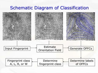 Schematic Diagram of ClassificationSchematic ClassificationInput FingerprintFingerprint class A, L, R, or WDetermine fingerprint classEstimate Orientation FieldGenerate OFFCsDetermine labels of OFFCs  