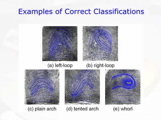 Examples of Correct Classifications  