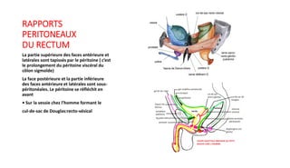 Anatomie rectum.pdf