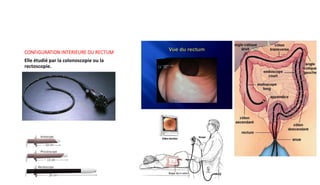 Anatomie rectum.pdf