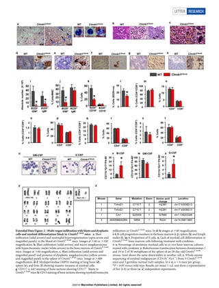 Extended Data Figure 2 | Multi-organ infiltration with blasts and dysplastic
cells and myeloid differentiation block in Ctnnb1CAosb
mice. a, Blast
infiltration (solid arrows) and neutrophil hypersegmentation (open arrow and
magnified panels) in the blood of Ctnnb1CAosb
mice. Images at 340 or 3100
magnification. b, Blast infiltration (solid arrows) and micro-megakaryocytes
with hyperchromatic nuclei (white arrows) in the bone marrow of Ctnnb1CAosb
mice. Images at 360 magnification. c, Blast infiltration (solid arrows and
magnified panel) and presence of dysplastic megakaryocytes (yellow arrows
and magnified panel) in the spleen of Ctnnb1CAosb
mice. Image at 3400
magnification. d–f, Myeloperoxidase (MPO) staining of long bone (d),
spleen (e), and liver (f) showing massive invasion of myeloid cells.
g, CD117 (c-kit) staining of bone sections showing CD1171
blasts in
Ctnnb1CAosb
mice.h,CD13stainingofbonesectionsshowingmyeloid/monocytic
infiltration in Ctnnb1CAosb
mice. In d–h images at 360 magnification.
i–l, B-cell progenitors numbers in the bone marrow (i, j), spleen (k) and lymph
nodes (l). m–t, Proportion of T cells. u, Lack of myeloid cell differentiation in
Ctnnb1CAosb
bone marrow cells following treatment with cytokines.
v–x, Percentage of immature myeloid cells in ex vivo bone marrow cultures
treated with cytokines. y, Robertsonian translocation between chromosomes 1
and 19 in 2 of 30 metaphases of the spleen of an 18-day-old Ctnnb1CAosb
mouse. Inset shows the same abnormality in another cell. z, Whole-exome
sequencing of myeloid malignancies (CD11b1
/Gr11
) from 3 Ctnnb1CAosb
mice and 3 germline normal (tail) samples. In i–x, n 5 6 mice per group.
*P , 0.05 versus wild type. Results are mean 6 s.d. and show a representative
of five (i–t) or three (u–x) independent experiments.
LETTER RESEARCH
Macmillan Publishers Limited. All rights reserved©2014
 