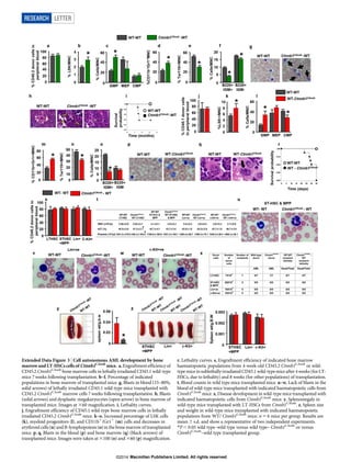 Extended Data Figure 3 | Cell autonomous AML development by bone
marrow and LT-HSCs cells of Ctnnb1CAosb
mice. a, Engraftment efficiency of
CD45.2 Ctnnb1CAosb
bone marrow cells in lethally irradiated CD45.1 wild-type
mice 7 weeks following transplantation. b–f, Percentage of indicated
populations in bone marrow of transplanted mice. g, Blasts in blood (15–80%,
solid arrows) of lethally irradiated CD45.1 wild-type mice transplanted with
CD45.2 Ctnnb1CAosb
marrow cells 7 weeks following transplantation. h, Blasts
(solid arrows) and dysplastic megakaryocytes (open arrow) in bone marrow of
transplanted mice. Images at 360 magnification. i, Lethality curves.
j, Engraftment efficiency of CD45.1 wild-type bone marrow cells in lethally
irradiated CD45.2 Ctnnb1CAosb
mice. k–o, Increased percentage of LSK cells
(k), myeloid progenitors (l), and CD11b1
/Gr11
(m) cells and decreases in
erythroid cells (n) and B-lymphopoiesis (o) in the bone marrow of transplanted
mice. p, q, Blasts in the blood (p) and bone marrow (q) (black arrows) of
transplanted mice. Images were taken at 3100 (o) and 360 (p) magnification.
r, Lethality curves. s, Engraftment efficiency of indicated bone marrow
haematopoietic populations from 4-week-old CD45.2 Ctnnb1CAosb
or wild-
type mice in sublethallyirradiated CD45.1 wild-typemice after 4 weeks (for LT-
HSCs, due to lethality) and 8 weeks (for other populations) of transplantation.
t, Blood counts in wild type mice transplanted mice. u–w, Lack of blasts in the
blood of wild-type mice transplanted with indicated haematopoietic cells from
Ctnnb1CAosb
mice. x, Disease development in wild-type mice transplanted with
indicated haematopoietic cells from Ctnnb1CAosb
mice. y, Splenomegaly in
wild-type mice transplanted with LT-HSCs from Ctnnb1CAosb
. z, Spleen size
and weight in wild-type mice transplanted with indicated haematopoietic
populations from WT/ Ctnnb1CAosb
mice. n 5 6 mice per group. Results are
mean 6 s.d. and show a representative of two independent experiments.
*P , 0.05 wild type–wild type versus wild type– Ctnnb1CAosb
or versus
Ctnnb1CAosb
–wild type transplanted group.
RESEARCH LETTER
Macmillan Publishers Limited. All rights reserved©2014
 