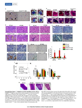 Extended Data Figure 7 | Inhibition of Notch signalling reverses AML in
Ctnnb1CAosb
mice. a, Lack of blasts (solid arrows) and, normal neutrophils
(right panel) in blood of DBZ-treated Ctnnb1CAosb
mice. b–c, Normal
megakaryocytes in the bone marrow (b) and spleen (c). d, Normal spleen
histology in DBZ-treated Ctnnb1CAosb
mice. Yellow arrows indicate abnormal
cells with large nucleoli and dotted arrow indicates abnormal megakaryocytes
in Ctnnb1CAosb
mice; white arrow indicates normal megakaryocytes in DBZ-
treated Ctnnb1CAosb
mice. e, Lack of monocyte infiltration in the liver of DBZ-
treated Ctnnb1CAosb
mice. Arrow indicates cluster of mononuclear cells.
f–h, MPO staining of bone marrow (f), spleen (g) and liver (h). i, Per cent of
cells staining with MPO in the indicated tissues. j, Increased survival in DBZ-
treated Ctnnb1CAosb
mice. In a, b, images taken at 3100 magnification. In
c–g images taken at360 magnification. k–l, Proportion of B-cell populations in
the bone marrow (k) and spleen (l). m, Long bone sections. Images at 34
magnification. n 5 6 mice per group. *P , 0.05 versus wild type and #P , 0.05
Ctnnb1CAosb
vehicle versus DBZ-treated Ctnnb1CAosb
group. Results are
mean 6 s.d. and show a representative from two independent experiments.
RESEARCH LETTER
Macmillan Publishers Limited. All rights reserved©2014
 