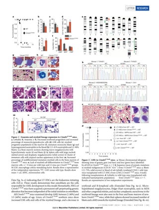Data Fig. 3s–z) indicating that LT-HSCs are the leukaemia-initiating
cells (LICs). These results demonstrate that osteoblasts are the cells
responsible for AML development in this model. Remarkably, HSCs of
Ctnnb1CAosb
mice have acquired a permanent self-perpetuating genetic
alterationthatbecomesindependentoftheinitialmutationinosteoblasts.
All Ctnnb1CAosb
mice examined develop AML between 2 (40%) and
3.5 (60%) weeks of age. Livers of Ctnnb1CAosb
newborn mice show
increased LSK cells and cells of the myeloid lineage, and a decrease in
erythroid and B-lymphoid cells (Extended Data Fig. 4a–j). Micro-
hypolobated megakaryocytes, Pelger Huet neutrophils, seen in MDS
andothercongenitalentities,andnuclearcytoplasmicasynchronyinthe
erythroid lineage were also seen in the liver and bone marrow of new-
bornCtnnb1CAosb
mice, whiletheir spleens showed increased number of
blastsandashifttowardsthemyeloidlineage(ExtendedDataFig.4k–m).
a
WT
Ter119+/MNC(%)
0
20
40
60
*
c
CD11b+/Gr1+/MNC(%)
d
WT
0 2 10 12
Ctnnb1CAosb
Ctnnb1CAosb
Ctnnb1CAosb Ctnnb1CAosb Ctnnb1CAosb Ctnnb1CAosb
Ctnnb1CAosb
Ctnnb1CAosb
Ctnnb1CAosb
Time (months)
Survivalprobability
0
20
40
60 *
e
LSK+/MNC(%)
f
0
1
2
3
4
5
*
i WT j
Cells/MNC(%)
0
20
40
60
80
GMP MEP CMP
*
*
*
n
WT
M-CSF
WT
m
b
RBC(×106perμl)
0
2
4
6
8
10
*
8
k
c-kit+/CD11B+/Gr1+(%)
0
2
4
6
8
l
0.0
0.2
0.4
0.6
0.8
1.0
WTg h
Figure 1 | Anaemia and myeloid lineage expansion in Ctnnb1CAosb
mice.
a, Lethality. b, Anaemia. c–h, Decreased erythroid progenitors and increased
percentage of monocytic/granulocytic cells (d), LSK cells (e), myeloid
progenitor populations in the marrow (f), immature monocytic blasts (g) and
hypersegmentedneutrophils intheblood(h) (13–81%neutrophils and12–90%
blasts). i, j, Bone marrow sections showing micro-megakaryocytes with
hyperchromatic nuclei (i) and blasts (j). k, Spleen cells with large nucleoli
(dotted arrow) and dysplastic megakaryocytes (white arrow). l, Cluster of
immature cells with atypical nuclear appearance in the liver. m, Increased
percentage of undifferentiated immature myeloid cells in the bone marrow of
Ctnnb1CAosb
mice. n, Lack of myeloid cell differentiation in Ctnnb1CAosb
bone
marrow cells. n 5 8 mice per wild-type and 12 mice per Ctnnb1CAosb
groups.
M-CSF, macrophage colony-stimulating factor. Results show a representative
of five independent experiments, *P , 0.05 versus wild type. Results show
mean 6 s.d.; MNC, mononuclear cells.
c WT-WT (LT-HSC)
d
b Mouse 1: Tnfrsf21
WTH239Y H239Y WT
Mouse 2: Tnfrsf21
Mouse 3: 4930596D02Rik Mouse 1: Crb1
R22H G769SWT
Time (weeks)
0 1 2 3 4 5 6 7 8 9 10
LT-HSCs from WT → WT
ST-HSCs + MPPs from Ctnnb1CAosb → WT
ST-HSCs + MPPs from WT → WT
LT-HSCs from Ctnnb1CAosb → WT
Lin+ from WT → WT
Lin+ from Ctnnb1CAosb → WT
c-kit+ from WT → WT
c-kit+ Ctnnb1CAosb → WT
a
His Gly Ser
C A C G G C A G C
WT
T C C T A C G A T
Ser Tyr Asp
T C C T A C G A T
Ser Tyr Asp
T C C C A C G A T
Ser His Asp
T C C C A C G A T
Ser His Asp
Gly Arg Gly
G G C C G T G G TG G C C A T G G T
Gly His Gly
C A C A G C A G C
His Ser Ser
1 2 3 4 5 6 7 8 9 10
11 12 13 14 15
16
17 18
19
Y
X
0.00
0.25
0.50
Survivalprobability
0.75
1.00
X100X100
Ctnnb1CAosb-WT (LT-HSC)
Figure 2 | AML in Ctnnb1CAosb
mice. a, Mouse chromosomal ideogram
showing areas of genetic gain (red bars) and loss (green bars) identified
by aCGH in Ctnnb1CAosb
mice. n 5 5. b, Sequence traces of somatic mutations
in myeloid malignancies (CD11b1
/Gr11
) from 3 Ctnnb1CAosb
mice. c, Blasts
(12–75%, solid arrows) in blood of sub-lethally irradiated CD45.1 wild-type
mice transplanted with LT-HSCs from CD45.2 Ctnnb1CAosb
mice, 4 weeks
following transplantation. d, Lethality in wild-type mice transplanted with
indicated haematopoietic populations from Ctnnb1CAosb
mice. n 5 7.
Results are representative of two independent experiments.
LETTER RESEARCH
1 3 F E B R U A R Y 2 0 1 4 | V O L 5 0 6 | N A T U R E | 2 4 1
Macmillan Publishers Limited. All rights reserved©2014
 