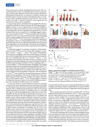These characteristics indicate deregulated haematopoiesis with neu-
trophil dyspoiesis at birth. Less than 20% blasts were seen in the mar-
row, consistent with a diagnosis of MDS with excess blasts (RAEB1/2).
Differentiation blockade was not observed in newborn animals and
fetal HSCs did not transfer the disease (Extended Data Fig. 4n–w) due
to lack of HSC–osteoblast interaction in the fetal liver. These results
confirm that AML is induced by defective niche signals that are
restricted to the bone marrow osteoblasts.
b-catenin target genes in osteoblasts that may regulate HSC fate were
identified by microarray analysis. One gene, the Notch ligand jagged 1,
fulfilled 4 criteria: (1) acts on adjacent cells; (2) activates a pathway of
which many targets are increased in the array; (3) has been implicated
in haematopoiesis; and (4) is regulated transcriptionally by b-catenin
(Extended Data Fig. 5a–d and ref. 16). Accordingly, jagged 1 expres-
sion was increased in Ctnnb1CAosb
bones and expression of the Notch
targets Hes1, Hes5, Hey1, Hey2 increased and Hes1 targets Cebpa (also
knownasCebpa)andSpi1(alsoknownasPu.1)decreasedinCtnnb1CAosb
LSKcellsof Ctnnb1CAosb
mice,indicating increasedNotch signalling in
this population (Fig. 3a, b and Extended Data Fig. 5a, b, f, g). Notch1
andNotch2expressionwasnotaffected(ExtendedDataFig.5e).Increased
Notch signalling occurred specifically in the leukaemia-initiating LT-
HSCswithoutchangesintheotherLSKcompartments(ExtendedData
Fig. 5f, g).
To determine if jagged 1 in osteoblasts contributes to AML develop-
ment in Ctnnb1CAosb
mice, we removed one allele of jagged 1 in osteo-
blasts (Ctnnb1CAosb
;Jag1osb
1/2
mice). These genetic manipulations
decreased Notch signalling is LSK cells, rescued anaemia and deregu-
lation of HSC lineage differentiation and prevented AML development
(Fig. 3d–f, Extended Data Fig. 6a–j). Ctnnb1CAosb
;Jag1osb
1/2
mice
survived and were healthy for the entire time they were observed, even
though they remained osteopetrotic (Fig. 3g and Extended Data Fig. 6k).
Similarly, pharmacological inhibition of Notch signalling with a c-
secretase inhibitor17
reversed haematopoietic deregulation and myeloid
expansioninblood,marrowandspleenandreversedAMLinCtnnb1CAosb
mice without affecting osteopetrosis (Extended Data Figs 5h–s and 7),
indicating that osteopetrosis is not enough to drive AML. These obser-
vationssuggestthat Notch signalling is required forAMLdevelopment
inCtnnb1CAosb
mice andthatchromosomalalterations may resultfrom
increased Notch signalling18
. Alternatively, healthy HSCs in the endo-
thelial and perivascular niche can multiply and outgrow leukaemic
HSCs in DBZ-treated Ctnnb1CAosb
mice. The gene jagged 1 is required
for leukaemia induction; whether it is involved in leukaemia mainten-
ance with a therapeutic benefit remains to be examined.
To assess the relevance of these findings to humans we examined
activation of b-catenin signalling in bone marrow biopsies from MDS
or AML patients. Forty-one out of 107 patients examined with all MDS
subtypes,AML,or MDSthathad transformedtoAML(38.3%)showed
nuclear localization of b-catenin in osteoblasts (Fig. 4a, b, Extended
Data Figs 8a–h and 9h and Supplementary Table 1) but in none of the
56healthycontrolsexamined(Fig.4candExtendedDataFig.9a–g,i,j).
Myeloid and erythroid cells and megakaryocytes in all patients and
healthy control subjects showed membrane staining for b-catenin.
Notch signallingwas specificallyactivated only inpatientswith nuclear
accumulation of b-catenin as indicated by HEY1 nuclear staining in
their haematopoietic cells(Fig.4d and Extended Data Fig. 8a–f). Expres-
sion of all examined b-catenin target genes and JAG1 and DLL1 was
upregulated over twofold in osteoblasts from MDS/AML patients with
b-catenin nuclear accumulation in osteoblasts (Fig. 4h, i) but not in
healthy controls. Notch activity was increased in haematopoietic cells
from the same patients, but not healthy controls, as indicated by two-
fold increasein theexpressionof Notch transcriptional targets (Fig.4j).
It is possible that aberrant b-catenin signalling in osteoblasts of these
patients may be the consequence of haematopoietic clones altering expan-
sionorfunctionalityofdifferentstromalcelllineages,asrecentlyreported19
.
During screening of assumed healthy controls, two individuals had nuc-
lear b-catenin in osteoblasts. Re-evaluation showed that one patient
developed MDS and the second an underlying MPN/MDS, a pre-AML
condition with features of both a myeloproliferative neoplasm (MPN)
and MDS (Extended Data Fig. 8g, h) suggesting a potential prognostic
value.
Notch activation promotes expansion of myeloid cells20
and acute
megakaryoblastic leukaemia-like disease in mice21
. Other studies show
that the Notch pathway may act as tumour suppressor in AML22–24
.
However, in these models, LICs are found in GMPs, whereas in our
model LICs are in LT-HSCs, suggesting that different LICs can have
distinct consequences. Additionally, increased mammalian jagged 1
expression may not elicit identical outcomes as increased Notch sig-
nalling by all Notch receptors25–27
and Ctnnb1CAosb
osteoblasts may
stimulate additional signals that act in combination with Notch to
induce mutations contributing to AML. Notch also has a role in T-cell
acutelymphoblasticleukaemia(T-ALL)pathogenesis28
,butT-cell-specific
cooperative signals seem to be required to induce transformation29
.
Theideathatosteolineagecellscaninducemyeloidmalignancieshas
been previously put forward9
. Our observations that osteoblasts deter-
mine the appearance of cell-autonomous AML with 100% penetrance,
and the molecular and genetic dissection of how this occurs in mice
and humans, demonstrate the role of the marrow niche as a determin-
ant of haematological disorders. This finding may also be informative
a
Jag1
0
1
2
3
*
WT
c
f
RBC(×106perμl)
WT
0
2
4
6
8
10
*
†
† †ed
0
20
40
60
80
GMP CMPMEP
*
**
Cells/MNC(%)
0
20
40
60
CD11b+/Gr1+/MNC(%)
*
*
X100X100
g
0
1
2
3 * ** *
Hes1 Hes5 Hey1 Hey2 CEBPαPu.1
ExpressionrelativetoWT
ExpressionrelativetoWT
Time (months)
Survivalprobability
WT
* *
b
0.00
0.25
0.50
0.75
1.00
0 1 2 3 4 5
X100
Ctnnb1CAosb
Ctnnb1CAosb
Ctnnb1CAosb
Ctnnb1CAosb;Jag1osb+/–
Ctnnb1CAosb;Jag1osb+/– Jag1osb+/–
Ctnnb1CAosb
Ctnnb1CAosb;Jag1osb+/–
Jag1osb+/–
Jag1osb+/–
Figure 3 | Inactivation of jagged 1 in osteoblasts prevents AML in
Ctnnb1CAosb
mice. a, b, Expression of jagged 1 in bone (a) and Notch targets
in LSK1
cells (b) (n 5 4). c–e, The bone marrow of Ctnnb1CAosb
;Jag1osb1/2
mice shows rescue of anaemia (c) and of proportions of myeloid (d)
and CD11b1
/Gr11
(e) cells. f, Blood histology. g, Survival of
Ctnnb1CAosb
;Jag1osb1/2 mice. *P , 0.05 versus wild type and {P , 0.05
Ctnnb1CAosb
versus Ctnnb1CAosb
;Jag1osb1/2 mice. n 5 8. Results show a
representative of two independent experiments. Results are mean 6 s.d.
RESEARCH LETTER
2 4 2 | N A T U R E | V O L 5 0 6 | 1 3 F E B R U A R Y 2 0 1 4
Macmillan Publishers Limited. All rights reserved©2014
 