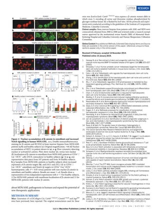 about MDS/AML pathogenesis in humans and expand the potential of
new therapeutic applications.
METHODS SUMMARY
Mice. Generation of a1(I)Collagen-Cre, Catnb1/lox(ex3)
, Ctnnb1CAosb
and Jag1fl/fl
mice have previously been reported. The original nomenclature used for these
mice was bcat(ex3)osb. Catnb1/lox(ex3)
mice express a b-catenin mutant allele in
which exon 3, encoding all serine and threonine residues phosphorylated by
glycogen synthase kinase 3b, is flanked by loxP sites. All the protocols and experi-
ments were conducted according to the guidelines of the Institute of Comparative
Medicine, Columbia University.
Patient samples. Bone marrow biopsies from patients with AML and MDS were
consecutively obtained from 2000 to 2008 and reviewed under a research exempt
waiver approved by the institutional review boards (IRB) of Memorial Sloan-
Kettering Hospital and Columbia University and Human Biospecimen Utilization
Committee.
Online Content Any additional Methods, Extended Data display items and Source
Data are available in the online version of the paper; references unique to these
sections appear only in the online paper.
Received 13 February; accepted 14 November 2013.
Published online 15 January 2014.
1. Heissig, B. et al. Recruitment of stem and progenitor cells from the bone
marrow niche requires MMP-9 mediated release of Kit-ligand. Cell 109, 625–637
(2002).
2. Shiozawa, Y. et al. Human prostate cancer metastases target the hematopoietic
stem cell niche to establish footholds in mouse bone marrow. J. Clin. Invest. 121,
1298–1312 (2011).
3. Calvi, L. M. et al. Osteoblastic cells regulate the haematopoietic stem cell niche.
Nature 425, 841–846 (2003).
4. Zhang, J. et al. Identification of the haematopoietic stem cell niche and control of
the niche size. Nature 425, 836–841 (2003).
5. Wu, J. Y. et al. Osteoblastic regulation of B lymphopoiesis is mediated by Gsa-
dependent signaling pathways. Proc. Natl Acad. Sci. USA 105, 16976–16981
(2008).
6. Zhu, J. et al. Osteoblasts support B-lymphocyte commitment and differentiation
from hematopoietic stem cells. Blood 109, 3706–3712 (2007).
7. Chan, C. K. et al. Endochondral ossification is required for haematopoietic
stem-cell niche formation. Nature 457, 490–494 (2009).
8. Walkley, C. R. et al. A microenvironment-induced myeloproliferative syndrome
caused by retinoic acid receptor gamma deficiency. Cell 129, 1097–1110 (2007).
9. Raaijmakers, M. H. et al. Bone progenitor dysfunction inducesmyelodysplasia and
secondary leukaemia. Nature 464, 852–857 (2010).
10. Glass, D. A. et al. Canonical Wnt signaling in differentiated osteoblasts controls
osteoclast differentiation. Dev. Cell 8, 751–764 (2005).
11. Kogan, S. C. et al. Bethesda proposals for classification of nonlymphoid
hematopoietic neoplasms in mice. Blood 100, 238–245 (2002).
12. Sternberg, A. et al. Evidence for reduced B-cell progenitors in early (low-risk)
myelodysplastic syndrome. Blood 106, 2982–2991 (2005).
13. van de Loosdrecht, A. A. et al. Identification of distinct prognostic subgroups in
low- and intermediate-1-risk myelodysplastic syndromes by flow cytometry.
Blood 111, 1067–1077 (2008).
14. Raza, A. & Galili, N. The genetic basis of phenotypic heterogeneity in
myelodysplastic syndromes. Nature Rev. Cancer 12, 849–859 (2012).
15. The Cancer Genome Atlas Research Network Genomic and epigenomic
landscapes of adult de novo acute myeloid leukemia. N. Engl. J. Med. 368,
2059–2074 (2013).
16. Estrach, S., Ambler, C. A., Lo, C. C., Hozumi, K. & Watt, F. M. Jagged 1 is a b-catenin
target gene required for ectopic hair follicle formation in adult epidermis.
Development 133, 4427–4438 (2006).
17. Real, P. J. et al. c-secretase inhibitors reverse glucocorticoid resistance in T cell
acute lymphoblastic leukemia. Nature Med. 15, 50–58 (2009).
18. Baia, G. S. et al. Notch activation is associated with tetraploidy and enhanced
chromosomal instability in meningiomas. Neoplasia 10, 604–612 (2008).
19. Schepers, K. et al. Myeloproliferative neoplasia remodels the endosteal bone
marrow niche into a self-reinforcing leukemic niche. Cell Stem Cell 13, 285–299
(2013).
20. Delaney, C. et al. Notch-mediated expansion of human cord blood progenitor
cells capable of rapid myeloid reconstitution. Nature Med. 16, 232–236
(2010).
21. Mercher, T. et al. The OTT-MAL fusion oncogene activates RBPJ-mediated
transcription and induces acute megakaryoblastic leukemia in a knockin mouse
model. J. Clin. Invest. 119, 852–864 (2009).
22. Lobry, C. et al. Notch pathway activation targets AML-initiating cell homeostasis
and differentiation. J. Exp. Med. 210, 301–319 (2013).
23. Klinakis, A. et al. A novel tumour-suppressor function for the Notch pathway in
myeloid leukaemia. Nature 473, 230–233 (2011).
24. Kannan, S. et al. Notch activation inhibits AML growth and survival: a potential
therapeutic approach. J. Exp. Med. 210, 321–337 (2013).
25. Krebs, L. T. et al. Notch signaling is essential for vascular morphogenesis in mice.
Genes Dev. 14, 1343–1352 (2000).
26. Kumano, K. et al. Notch1 but not Notch2 is essential for generating hematopoietic
stem cells from endothelial cells. Immunity 18, 699–711 (2003).
27. Mancini, S. J. et al. Jagged1-dependent Notch signaling is dispensable for
hematopoietic stem cell self-renewal and differentiation. Blood 105, 2340–2342
(2005).
28. Lobry, C., Oh, P. & Aifantis, I. Oncogenic and tumor suppressor functions of Notch
in cancer: it’s NOTCH what you think. J. Exp. Med. 208, 1931–1935 (2011).
a
b
HES1 HES5 HEY1
i
MDS/AML patients with
membrane β-catenin
MDS/AML patients
with nuclear β-catenin
Healthy subjects
0
1
2
3
4
5
JAG1 DLL1
*
*
0
1
2
3
* * *
j
h
Expressionrelativeto
healthycontrols
Expressionrelativeto
healthycontrols
Expressionrelativeto
healthycontrols
0
1
2
3
4
AXIN2 TCF1 TCF3 LEF1
*
* **
c
d
β-catenin
RUNX2
AML patient-nuclear β-catenin Merged
HEY1 Merged
50%
41%
37%
4%
18%
OCNLin+
51% 1.5%
22.2%
0.9%
75.4%
Lin+
OCN
52% 1%
17%
9%
73%
OCNLin+
g
e f
Healthy subject-membrane β-catenin
MDS/AML patient-membrane β-catenin
AML patient-nuclear β-catenin
DAPI
AML patient-nuclear β-catenin
β-catenin
β-catenin
AML patient-membrane β-catenin
Healthy subject-membrane β-catenin
101 102 103 104 105
101 102 103 104 105 101 102 103 104 105
105
104
103
102
101
β-catenin
105
104
103
102
101
105
104
103
102
101
101 102 103 104 105 101 102 103 104 105 101 102 103 104 105
Figure 4 | Nuclear accumulation of b-catenin in osteoblasts and increased
Notch signalling in human MDS/AML. a–c, Double immunofluorescence
staining for b-catenin and RUNX2 in bone marrow biopsies from MDS/AML
patients (a, b) and healthy subjects (c). Original magnification, 360. d, Nuclear
accumulation of HEY1 in patient shown in (a). e–g, Flow cytometry detecting
nuclear or activated b-catenin. Plots show nuclear (e), versus non-nuclear
(f),localizationof b-catenin inosteoblastsfrom MDS/AML patientsor CD342
/
Lin2
OCN1
cells (OCN, osteocalcin) in healthy subjects (g). In a–g, one
representative data piece from 107 patients and from 56 healthy subjects.
h–j, Samples from MDS/AML patients or healthy subjects show increased
expression of b-catenin targets (h), and JAG1 and DLL1 (i) in CD342
/
Lin2
OCN1
osteoblasts and Notch (j) targets in CD341
/Lin1
OCN2
haematopoietic cells. P , 0.05 versus patients with non-nuclear b-catenin in
osteoblasts and healthy subjects. Results are mean 6 s.d. Results show a
representative of two independent experiments with n 5 3 for healthy subjects,
12 for MDS/AML patients with membrane localization of b-catenin and 11 for
MDS/AML patients with nuclear b-catenin.
LETTER RESEARCH
1 3 F E B R U A R Y 2 0 1 4 | V O L 5 0 6 | N A T U R E | 2 4 3
Macmillan Publishers Limited. All rights reserved©2014
 