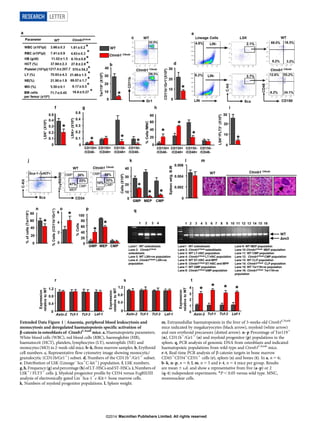Extended Data Figure 1 | Anaemia, peripheral blood leukocytosis and
monocytosis and deregulated haematopoiesis specific activation of
b-catenin in osteoblasts of Ctnnb1CAosb
mice. a, Haematopoietic parameters.
White blood cells (WBC), red blood cells (RBC), haemoglobin (HB),
haematocrit (HCT), platelets, lymphocytes (LY), neutrophils (NE) and
monocytes (MO) in 2-week-old mice. b–k, Bone marrow samples. b, Erythroid
cell numbers. c, Representative flow cytometry image showing monocytic/
granulocytic (CD11b/Gr11
) subset. d, Numbers of the CD11b1
/Gr11
subset.
e, Distribution of LSK (Lineage2
Sca1
C-kit1
) population. f, LSK numbers.
g, h, Frequency (g) andpercentage (h) ofLT-HSCsandST-HSCs.i, Numbers of
LSK1
/ FLT31
cells. j, Myeloid progenitor profile by CD34 versus FcgRII/III
analysis of electronically gated Lin2
Sca-12
c-Kit1 bone marrow cells.
k, Numbers of myeloid progenitor populations. l, Spleen weight.
m, Extramedullar haematopoiesis in the liver of 3-weeks-old Ctnnb1CAosb
mice indicated by megakaryocytes (black arrow), myeloid (white arrow)
and rare erythroid precursors (dotted arrow). n–p Percentage of Ter1191
(n), CD11b1
/Gr11
(o) and myeloid progenitor (p) populations in the
spleen. q, PCR analysis of genomic DNA from osteoblasts and indicated
haematopoieic populations from wild-type and Ctnnb1CAosb
mice.
r–t, Real-time PCR analysis of b-catenin targets in bone marrow
CD451
CD341
CD311
cells (r), spleen (s) and bones (t). In a, n 5 6;
b–k, n–p, n 5 8; l, m, n 5 5 and r–t, n 5 4 mice per group. Results
are mean 6 s.d. and show a representative from five (a–p) or 2
(q–t) independent experiments. *P , 0.05 versus wild type. MNC,
mononuclear cells.
RESEARCH LETTER
Macmillan Publishers Limited. All rights reserved©2014
 