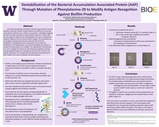 Destabilization of the Bacterial Accumulation Associated Protein (AAP)
Through Mutation of Phenylalanine-20 to Modify Antigen Recognition
Against Biofilm Production
Sarah Albrecht, Matthew Berhe, Serena LaBounty, Elijah Lazo
Mentors: Ruying Chen, Jenny Tran; PI: Dr. Richard To
Stipends for Training Aspiring Researchers (STAR), Teach Lab, University of Washington Seattle, WA
Abstract
During the development of biofilm, bacteria produce AAP to survive
antibiotic treatment. Biofilm related infections are difficult to treat with
conventional methods due to cellular accumulation. Antibodies targeting
the AAP have been reported to reduce biofilm production. Within AAP,
each G5 repeat is coiled around a hydrophobic core and is considered an
antigenic fragment that the immune system targets. G5 presentation by
the antigen presenting cells may be improved with structural
modification. Changing the amino acid sequence may cause the
breakdown of the hydrophobic core that can destabilize the protein to
improve G5 presentation as an antigen. The hydrophobic Phenylalanine-
20 in G5 is changed into alanine by site–directed mutagenesis and the
mutated peptide sequence is inserted into the pET21a+ vector for the
peptide expression. The mutated AAP-G5 peptide will be tested with a
mice model in the future to examine immune response.
Background
• Biofilm is the leading cause of infections related to biomaterial.
S. epidermidis is the most common bacteria involved in
nosocomial infections and affects millions of people each year
[1,2].
kb
• The formation of biofilm occurs in two phases, bacteria
adhesion to a surface followed by bacterial accumulation due
to AAP secretion. [3].
• Within this AAP, there are repeated G5 domains which have
been used as vaccine to generate antibodies against AAP.
• We have mutated one G5 domain in order to increase immune
response against the formation of biofilm.
• The G5 domain has the capacity of being hydrophobic or
hydrophilic due to an excess glycine, the smallest amino acid
that has a single hydrogen side chain.
• Phenylalanine-20 is a hydrophobic amino acid.
When grouped with surrounding hydrophobic
amino acids, it creates a dense stack.
(See figure A)
• We attempted to mutate Phenylalanine-20
into alanine that is less hydrophobic.
• Due to the decrease in hydrophobicity, the mutated G5 is
expected to break down easier by antigen presenting cells,
potentially leading to a more effective transfer by MHCII to the
T cells.
pVAX
pVAX
pVAX
pET21a+
p-VAX-MutAAP
Miniprep
- Extract pVAX-AAP plasmid from cellwtAAPG5
Restriction Analysis
Mutagenesis
-Change Phenylalanie-20 to
Alanine
MutG5
XL-10 Blue
Miniprep
-Extract mutated plasmidMutAAP
DNA Sequencing
-Used the Sangers method
Polymerase Chain
Reaction (PCR)
-Amplify mutated AAP
domain
Ligation
-Splice mutated AAP domain
into pET21a+ plasmid
T7 Promoter
MutAAP
pET-MutAAP
Transform to BL21DE3 cells
for Protein Expression
Top10F’ Cells
Transformation
-Insert mutated plasmid into
XL-10 Blue cells
Methods
Acknowledgements:
This research was made possible by the NIH National Heart Lung & Blood Institute Grant #5R25HL103180-05 "UW STAR Program”. Thank you to Dr. Richard To, our lab mentor and
professor, for showing us how to conduct research and for teaching us how to work in a scientific manor. Thank you to Karlotta Rosebaugh and Teri Ward, for giving us this opportunity
to broaden our horizons. Thank you to our lab assistants Ruying Chen and Jenny Tran for educational guidance and support. Finally, thank you to all the lab participants for making this
internship an experience to remember.
References:
1. J. C. Linnes, K. Mikhova, and J. D. Bryers, “Adhesion of Staphylococcus epidermidis to biomaterials is inhibited by fibronectin and albumin.,” J. Biomed. Mater. Res. A, vol. 100, no. 8,
pp. 1990–7, Aug. 2012.
2. T. Bjarnsholt, “The role of bacterial biofilms in chronic infections.,” APMIS. Suppl., no. 136, pp. 1–51, May 2013.
3. D. Sun, M. A. Accavitti, J. D. Bryers, D. Sun, M. A. Accavitti, and J. D. Bryers, “Inhibition of Biofilm Formation by Monoclonal Antibodies against Staphylococcus epidermidis RP62A
Accumulation-Associated Protein Inhibition of Biofilm Formation by Monoclonal Antibodies against Staphylococcus epidermidis RP62A Accumulation- Associated Protein,” 2005.
Genomic DNA pVAX-AAP
ResultsResults
• Extracted and isolated the pET 21
• Restriction analysis proves pET 21 is present (Figure 1)
• pET 21 this vector was amplified and purified
~1.8 µg/mL (Figure 2)
• pVAX Mutagenesis was unsuccessful
~kanamycin resistant bacteria colony was not present in
the subsequent transformation
• Used alternative pVAX mutagenesis as a control (Figure 3)
B Region
Colony Polymerase Chain Reaction (PCR)
- Amplify the mutated pET21a+
with the inserted pVAX.
Conclusion
• The pET 21 was uncontaminated and it was confirmed the
presence of DNA with a UV spectrometry and gel purification.
• The transformation of pVAXAAP was unsuccessful and the
problem potentially occurred some point after mutagenesis.
~Mutagenesis and Transformation: Primers didn’t match
up and couldn’t make copies or could not mutate the
plasmid.
• The ligation of pET21 was successful. Future experiments are
needed to study the mutagenesis and transformation of the
pVAX. (Figure 2)
The future plan is to perform in vivo in mice with the mutated G-5
and observe the immune response. The immunization with
mutated G5 may increase the antibody production against AAP
and should hinder biofilm formation. The hope is to be able to
destroy biofilms much more efficiently to decrease nosocomial
infections.
Figure 1 Figure 3Figure 2 Figure 3
 