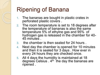 Ripening of Banana
1. The bananas are bought in plastic crates in
perforated plastic covers .
2. The room temperature is set to 18 degrees after
the temperature of bananas is also the same
temperature 5% of ethylne gas and 95% of
hydrogen gas is released in the chamber for 40-
45 minutes .
3. the chamber is then sealed for 24 hours .
4. Next day the chamber is opened for 10 minutes
and then it is sealed for 3 days . How ever in
every 24 hours they are checked once.
5. All 4 days the humidity is maintained at 18
degrees Celsius . 4th the day the bananas are
ripened .
 
