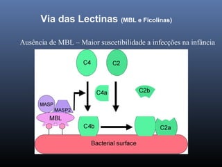 Via das Lectinas (MBL e Ficolinas)
Ausência de MBL – Maior suscetibilidade a infecções na infância
 