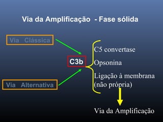 Via da Amplificação - Fase sólida
C3b
C5 convertase
Opsonina
Ligação à membrana
(não própria)
Via da Amplificação
Via Clássica
Via Alternativa
 