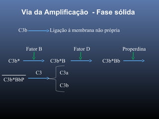 Via da Amplificação - Fase sólida
C3b Ligação à membrana não própria
C3b* C3b*B C3b*Bb
Fator B Fator D Properdina
C3b*BbP
C3 C3a
C3b
 