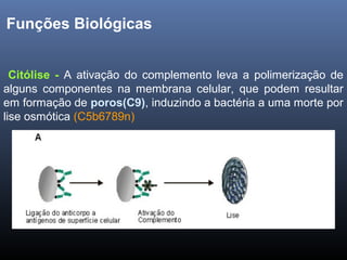 Funções Biológicas
Citólise - A ativação do complemento leva a polimerização de
alguns componentes na membrana celular, que podem resultar
em formação de poros(C9), induzindo a bactéria a uma morte por
lise osmótica (C5b6789n)
 