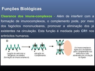 Funções Biológicas
Clearance dos imune-complexos - Além de interferir com a
formação de imunocomplexos, o complemento pode, por meio
dos fagócitos mononucleares, promover a eliminação dos já
existentes na circulação. Esta função é mediada pelo CR1 nos
eritrócitos humanos.
 
