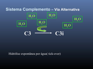 Sistema Complemento – Via Alternativa
C3
H2OH2O H2O
H2OH2O
H2O
C3i
Hidrólise expontânea por água( tick-over)
 