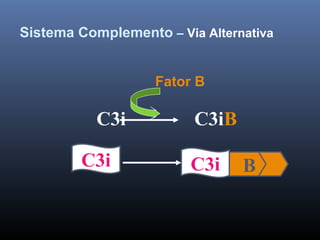 Sistema Complemento – Via Alternativa
C3i C3iB
Fator B
BC3iC3i
 