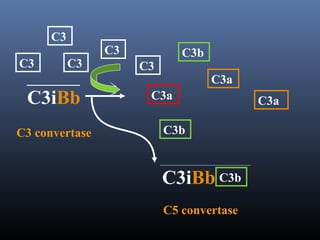 C3iBb
C3 convertase
C3
C3
C3 C3
C3
C3a
C3b
C3a
C3b
C3a
C3iBb
C5 convertase
C3b
 