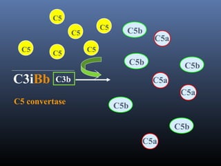 C3iBb
C5 convertase
C3b
C5
C5
C5
C5
C5
C5
C5b
C5a
C5b
C5b
C5b
C5b
C5a
C5a
C5a
 