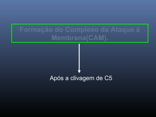 Formação do Complexo da Ataque à
Membrana(CAM).
Após a clivagem de C5
 