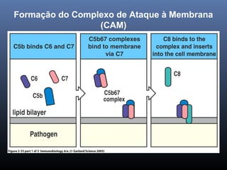 Formação do Complexo de Ataque à Membrana
(CAM)
 