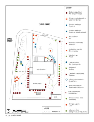 FIG 6: SHRUB MAP
0 5 10 20 40 FT
MAIN
STREET
FRONT STREET
Syringa vulgaris
Lilac
Symphocarpus alba
Snowberry
Wire Fence
Berberis aquifolium
Tall Oregon Grape
Holodiscus discolor
Oceanspray
Forsythia intermedia
Forsythia
Viburnum tinus
Spring Bouquet Viburnum
Polystichum munitum
Sword Fern
Lonicera nitida
Box Honeysuckle
Corylus avellana
Hazelnut
Corylus avellana
Hazelnut (purple leaves)
Juniper sp.
Juniper
Chaenomoles japonica
Japnese Quince
Oemleria cerasiformis
Osoberry
Ficus carica
Fig
Ribes sanguineum
Red Flowering Currant
Ligustrum sp.
Privet
Rubus parviflorus
Thimbleberry
LEGEND
LEGEND
SIDEWALK
HALLER HOUSE
BRUNN HOUSE
SHED
SHED
 