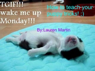 By:Lauren Martin   How to teach your puppy tricks! ;) 