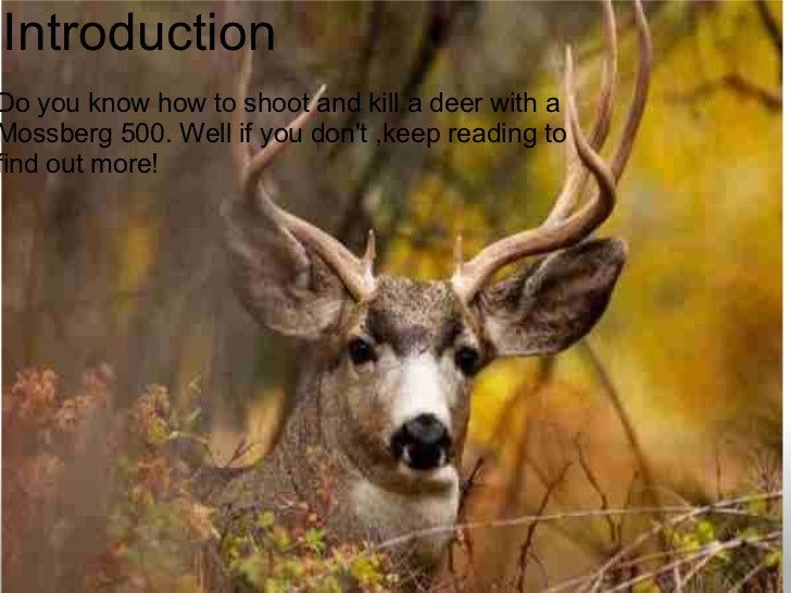 How to Shoot and Kill a Deer with a Mossberg 500