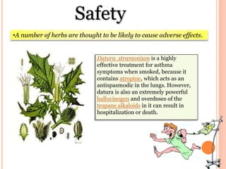 Safety
•A number of herbs are thought to be likely to cause adverse effects.
Datura stramonium is a highly
effective treatment for asthma
symptoms when smoked, because it
contains atropine, which acts as an
antispasmodic in the lungs. However,
datura is also an extremely powerful
hallucinogen and overdoses of the
tropane alkaloids in it can result in
hospitalization or death.
 