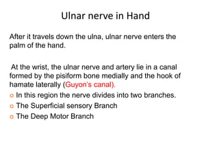 After it travels down the ulna, ulnar nerve enters the
palm of the hand.
At the wrist, the ulnar nerve and artery lie in a canal
formed by the pisiform bone medially and the hook of
hamate laterally (Guyon’s canal).
 In this region the nerve divides into two branches.
 The Superficial sensory Branch
 The Deep Motor Branch
Ulnar nerve in Hand
 