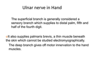 The superficial branch is generally considered a
sensory branch which supplies to distal palm, fifth and
half of the fourth digit.
It also supplies palmaris brevis, a thin muscle beneath
the skin which cannot be studied electromyographically.
The deep branch gives off motor innervation to the hand
muscles.
Ulnar nerve in Hand
 