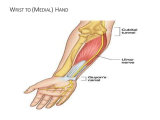 WRIST TO (MEDIAL) HAND
 